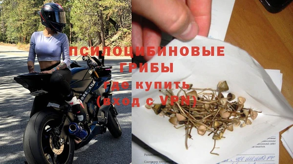 прущие грибы Гусев