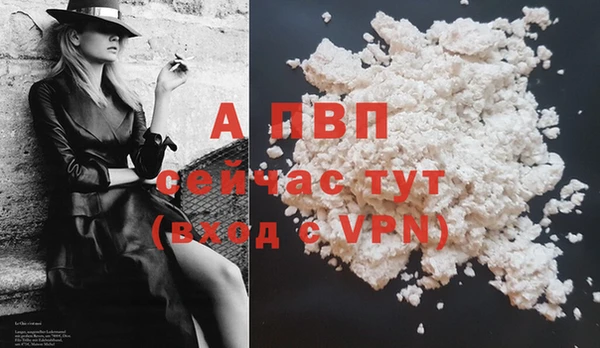 прущие грибы Гусев
